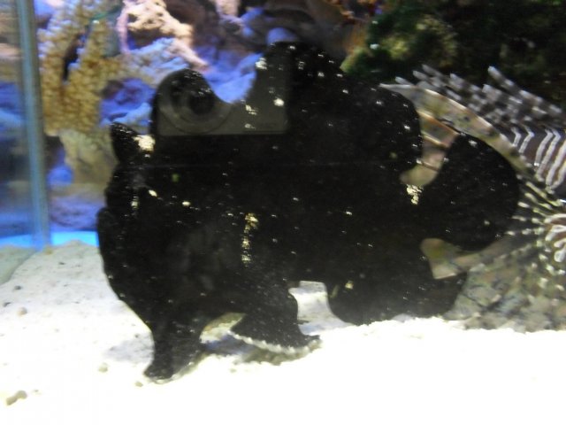 oceanarium-riviera27