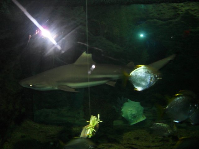 oceanarium-riviera34