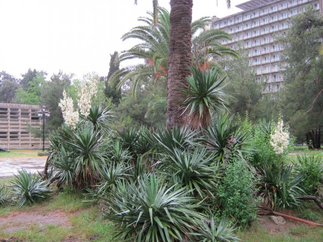 pitsunda4