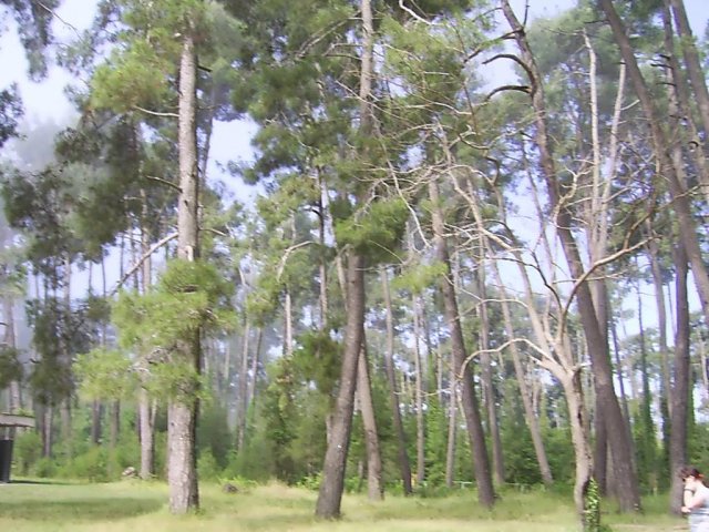 pitsunda6