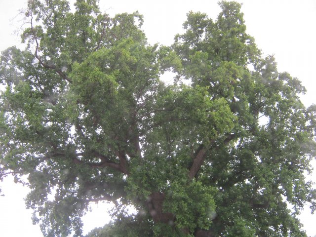 tree-site1