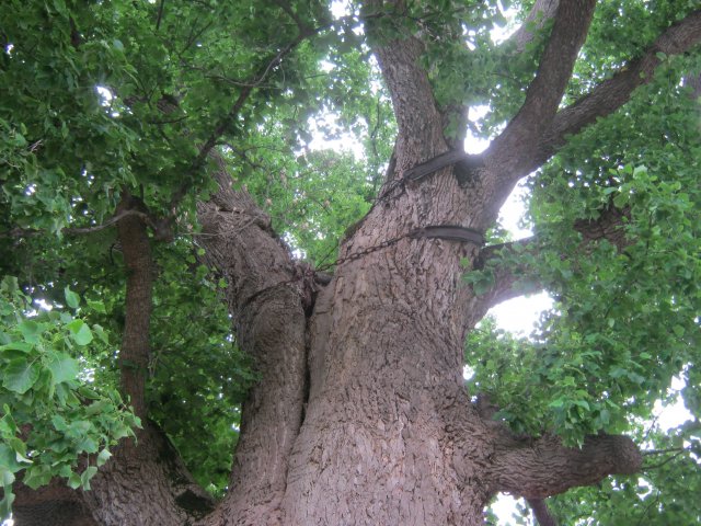 tree-site11