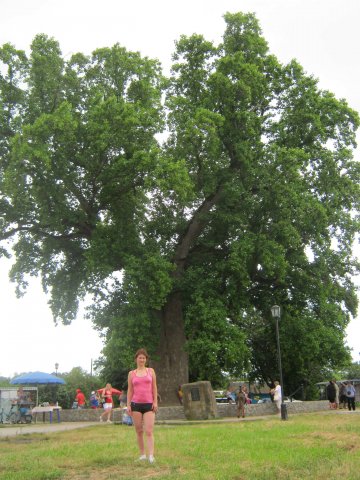 tree-site2