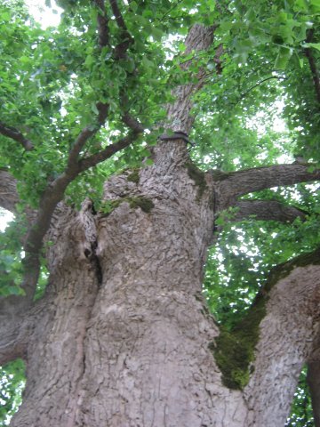 tree-site5