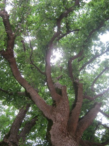 tree-site6