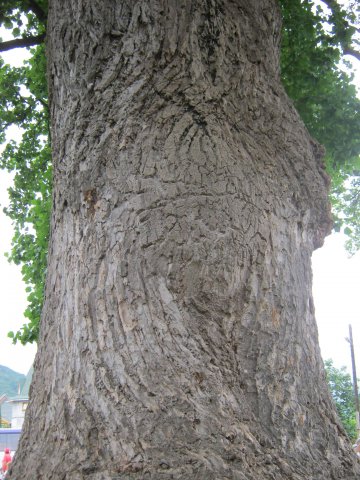 tree-site7