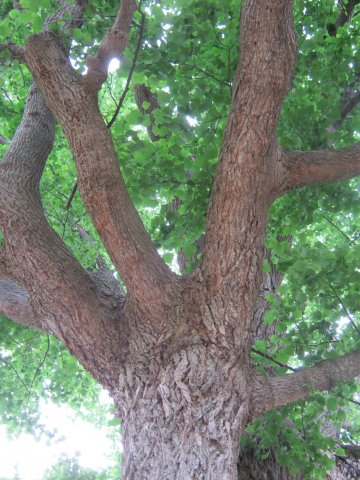 tree-site8