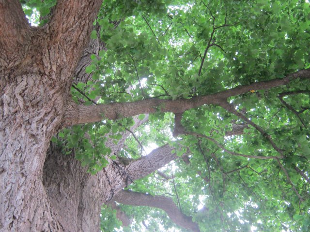 tree-site9